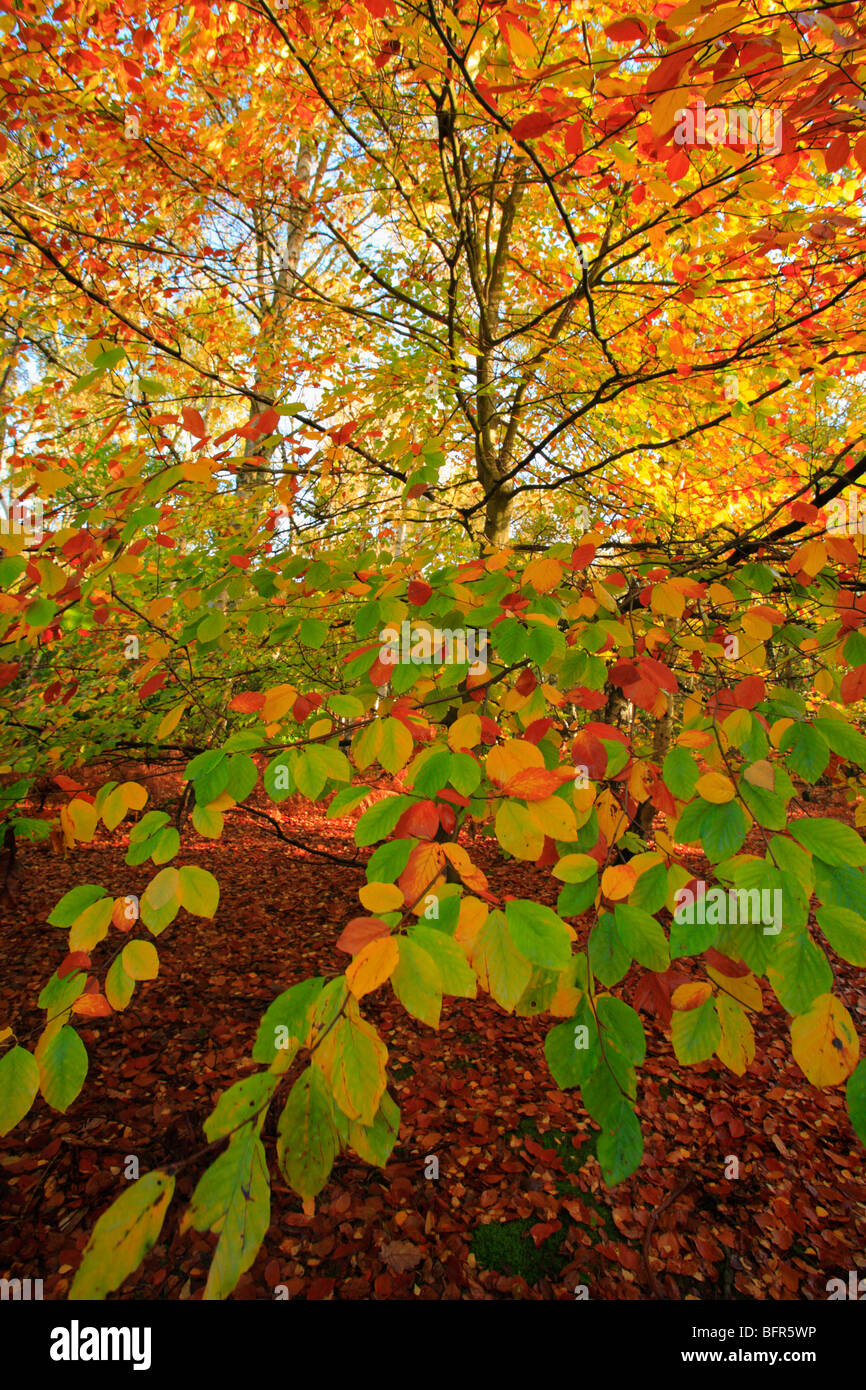 A range of Autumn colours on the leaves of trees. Stock Photo