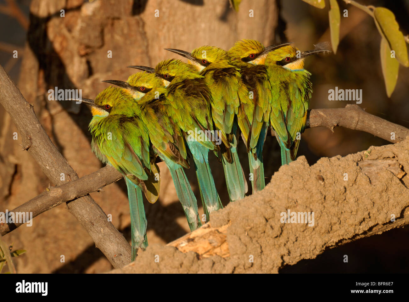 Group of roosting swallow-tailed bee-eaters Stock Photo