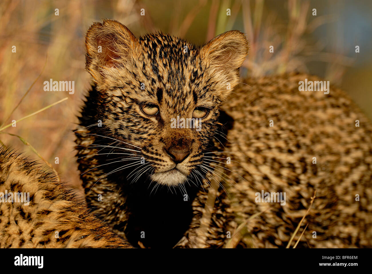 Portrait of a wet Leopard cub Stock Photo - Alamy