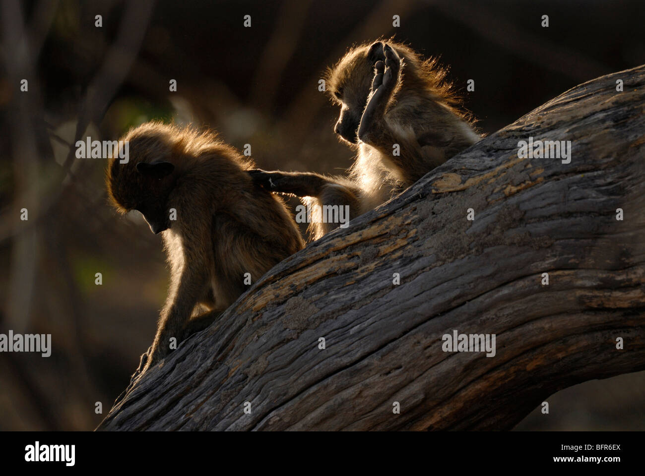 Pair of young baboons sitting in tree Stock Photo