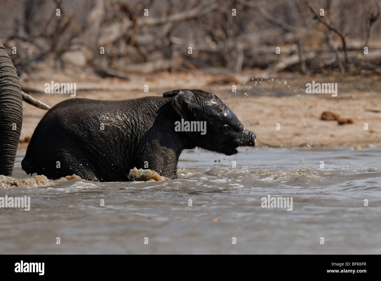 Baby elephant with cut-off trunk at waterhole Stock Photo