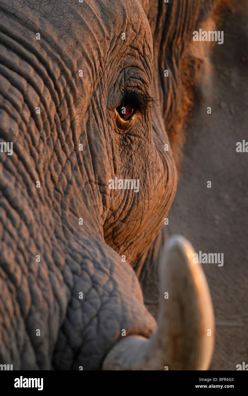 Close-up portrait of elephant bull showing tusk Stock Photo