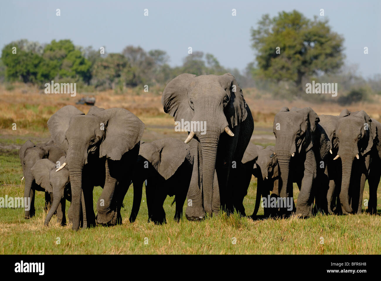 Herd of elephants on floodplain Stock Photo