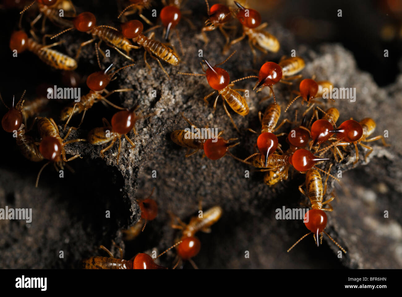 Soldier snouted termites Stock Photo