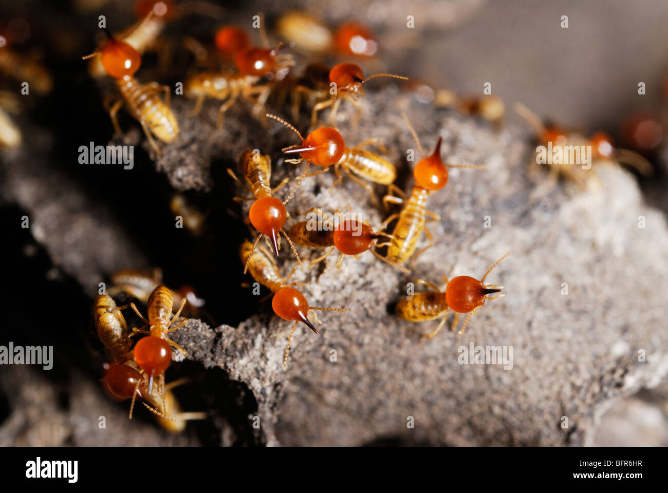 Soldier snouted termites Stock Photo