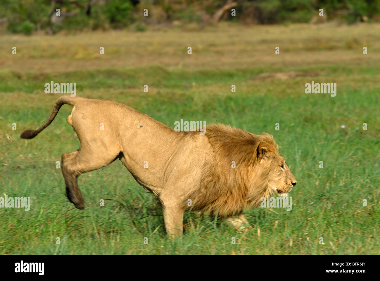 Male lion leaping across floodplain Stock Photo