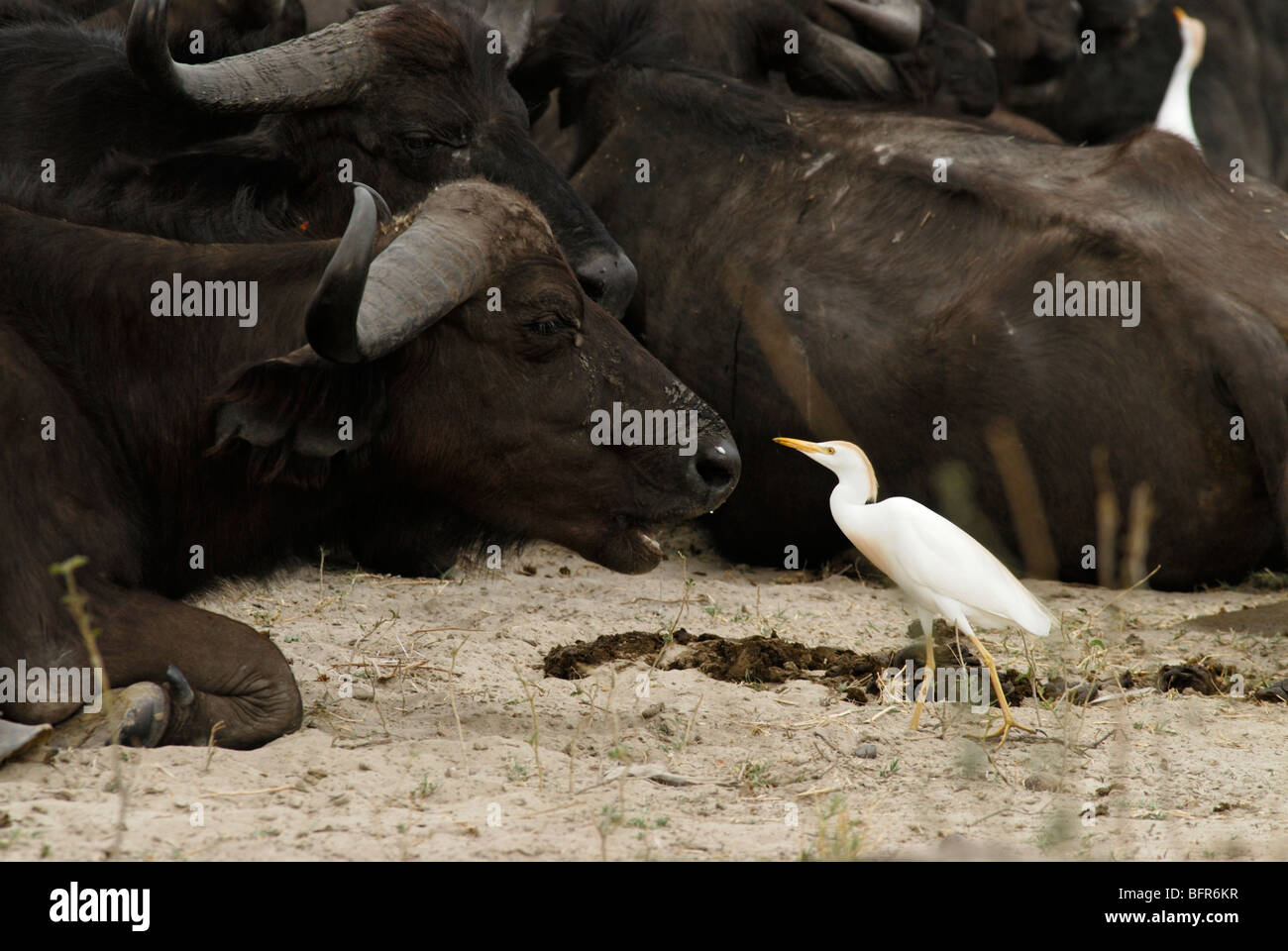 Cattle egret feeding on flies on Cape buffalo Stock Photo