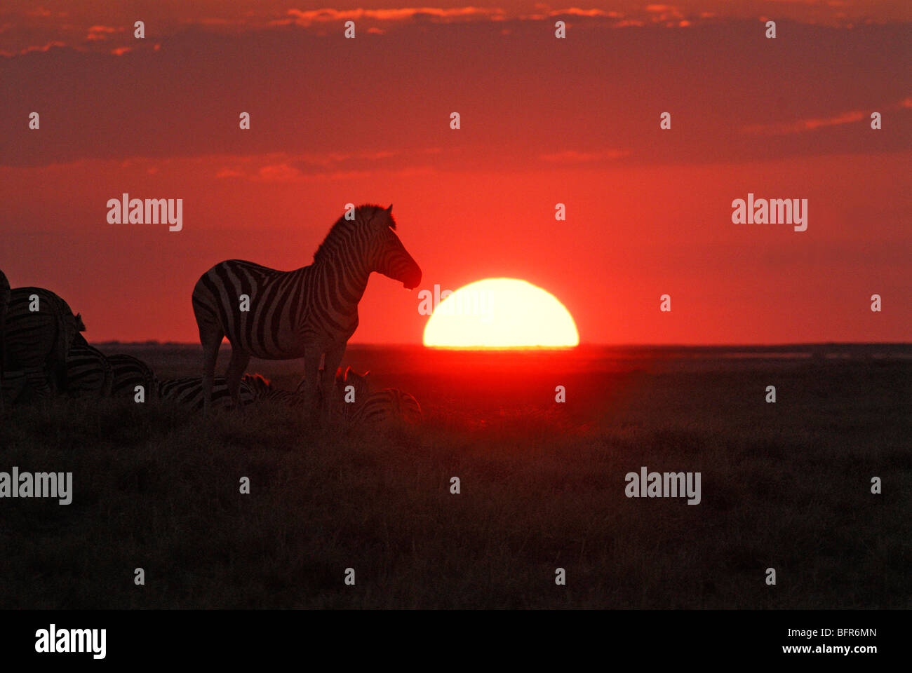 Sunset silhouette of Burchell's zebra Stock Photo - Alamy
