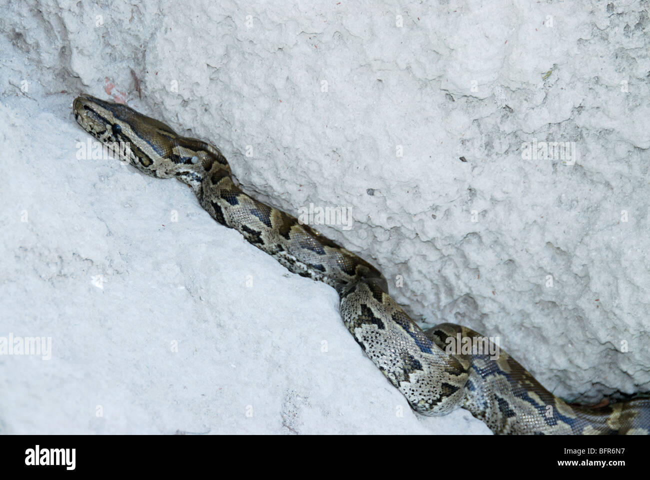 African rock python in rock crevice Stock Photo - Alamy