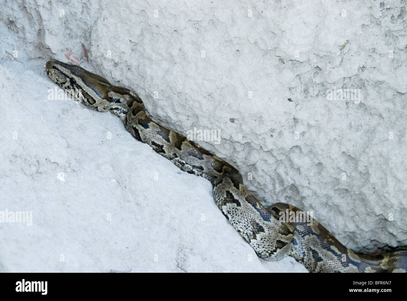 African rock python in rock crevice Stock Photo