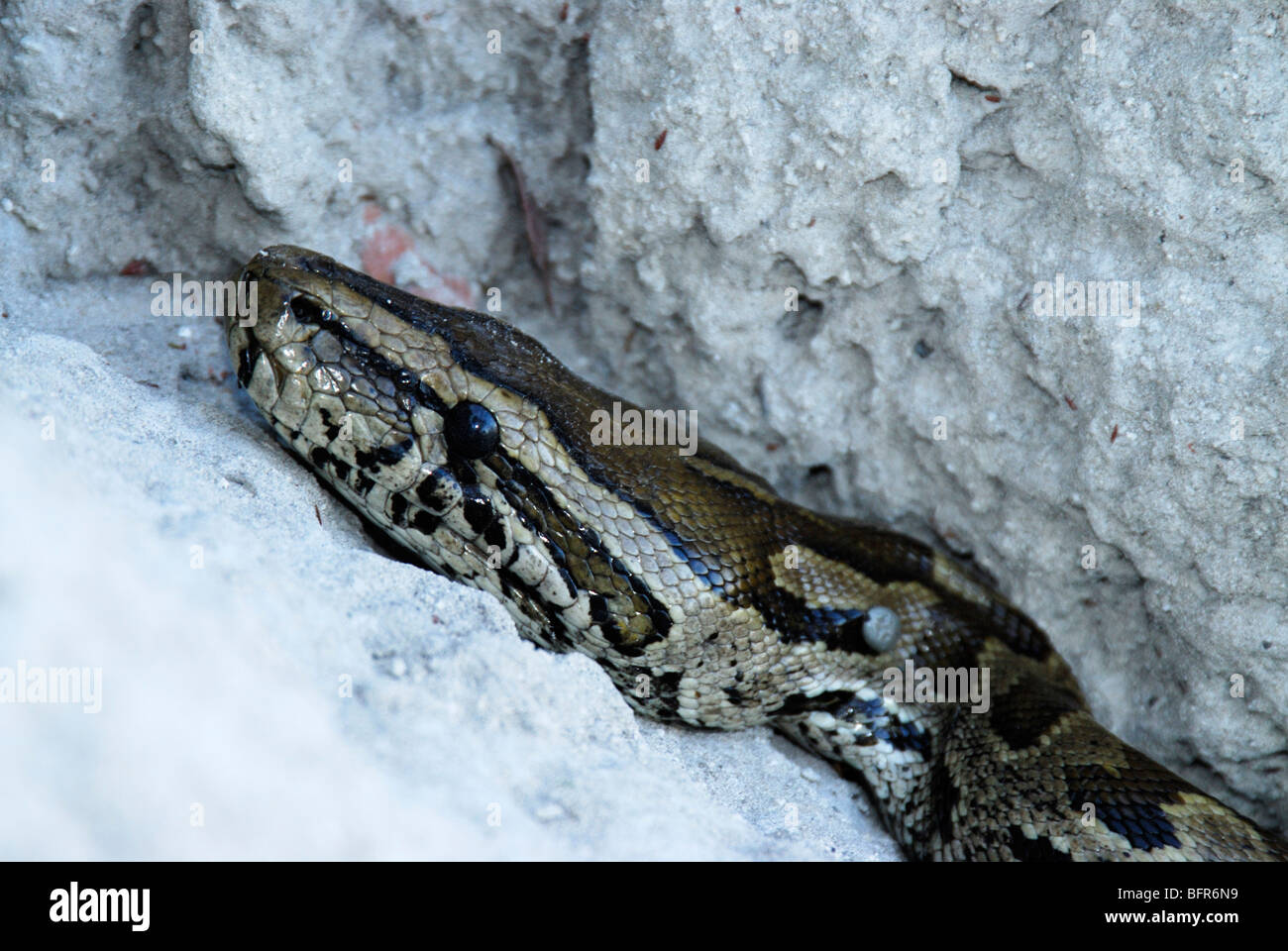 Close-up of African rock python head Stock Photo