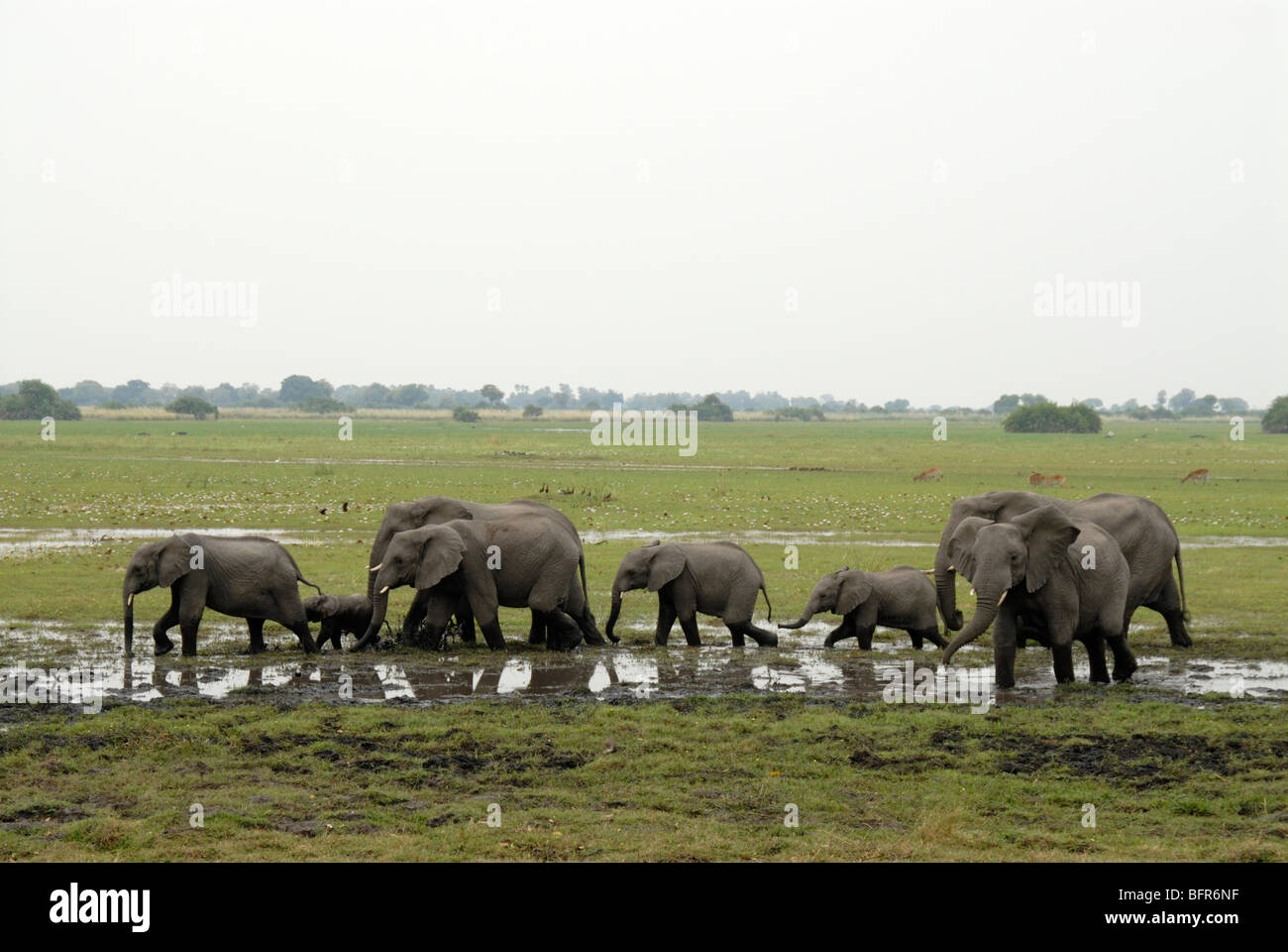 Herd of elephants on floodplain Stock Photo