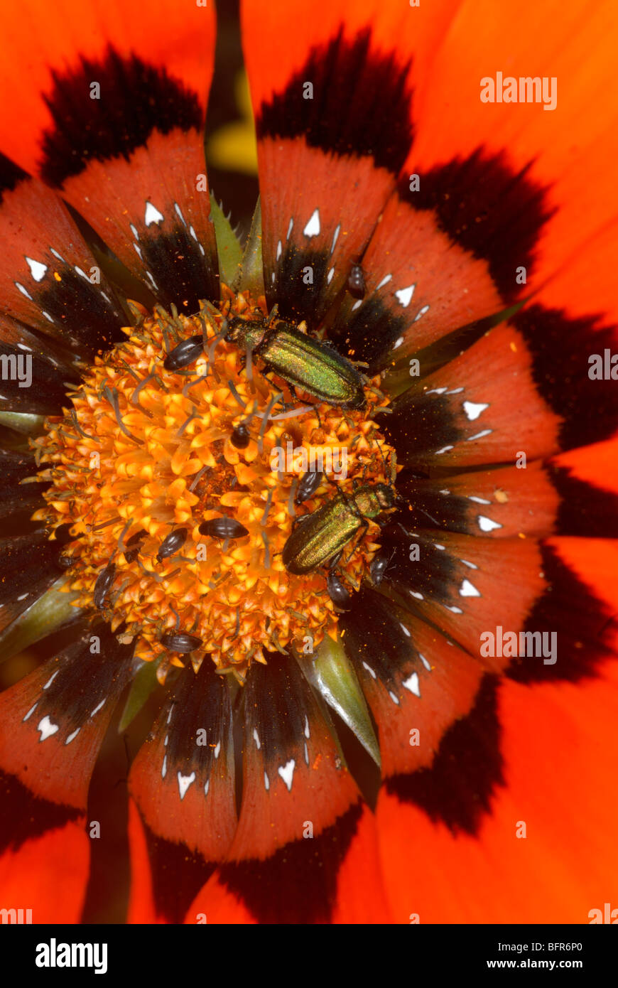 Close-up of Gazania flower and insects Stock Photo