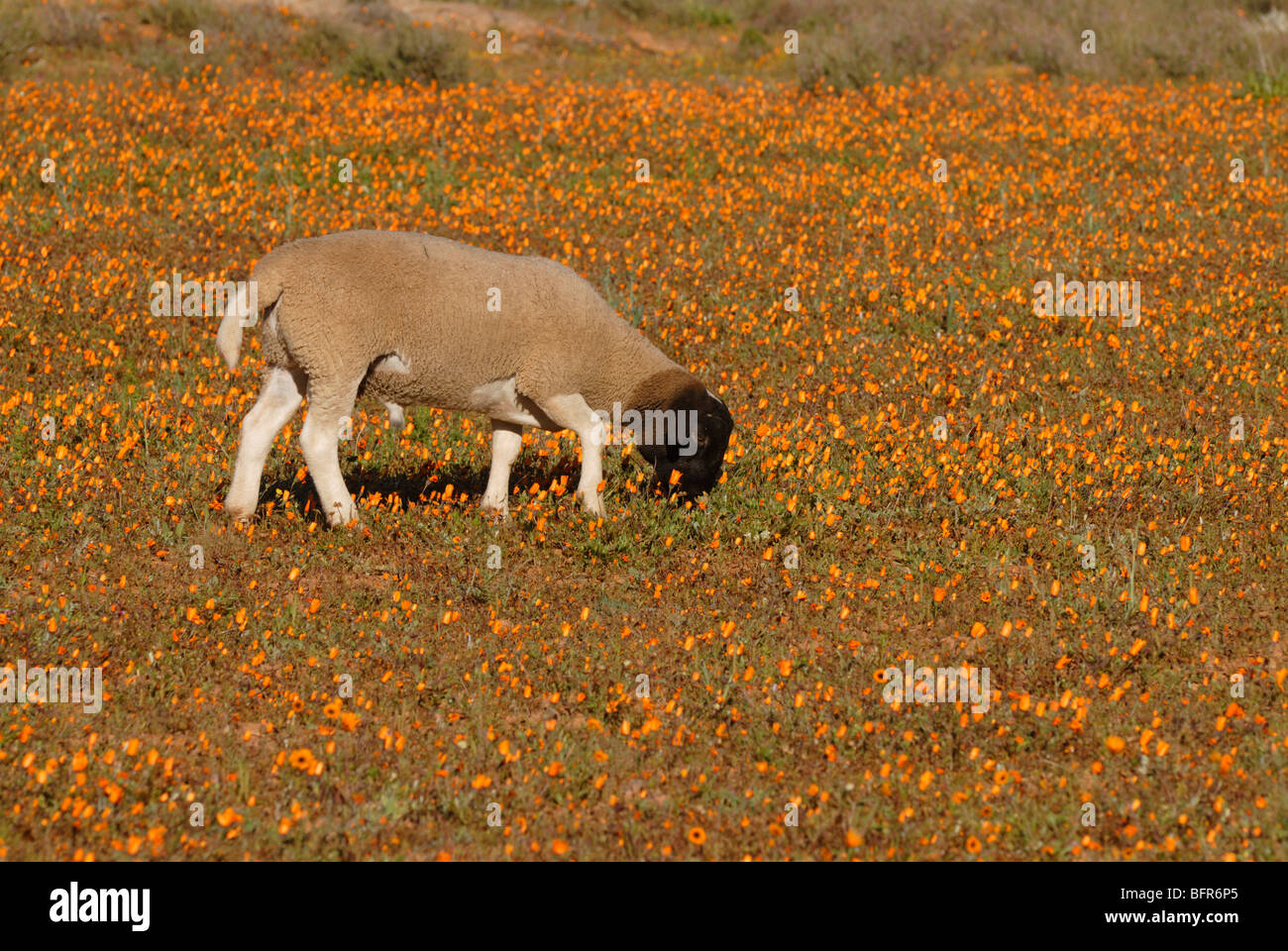 Sheep in daisy-covered field Stock Photo