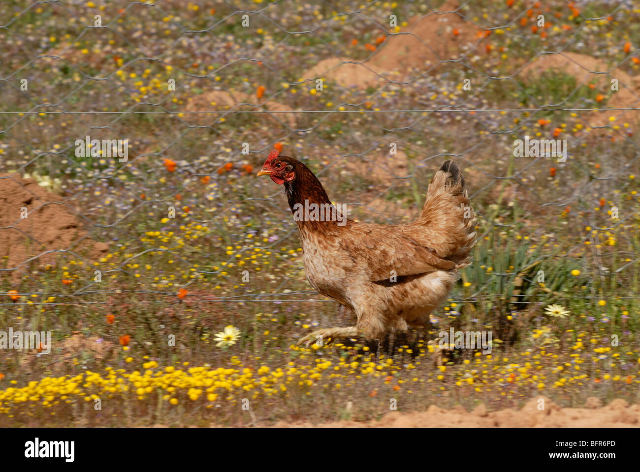 Chicken running amongst flowers Stock Photo