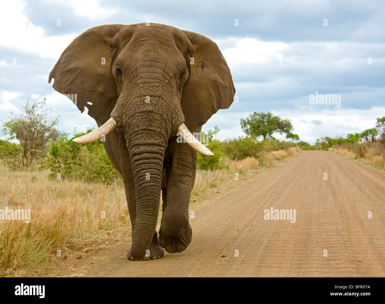 Low angle view of a an Elephant walking on a dusty road Stock Photo
