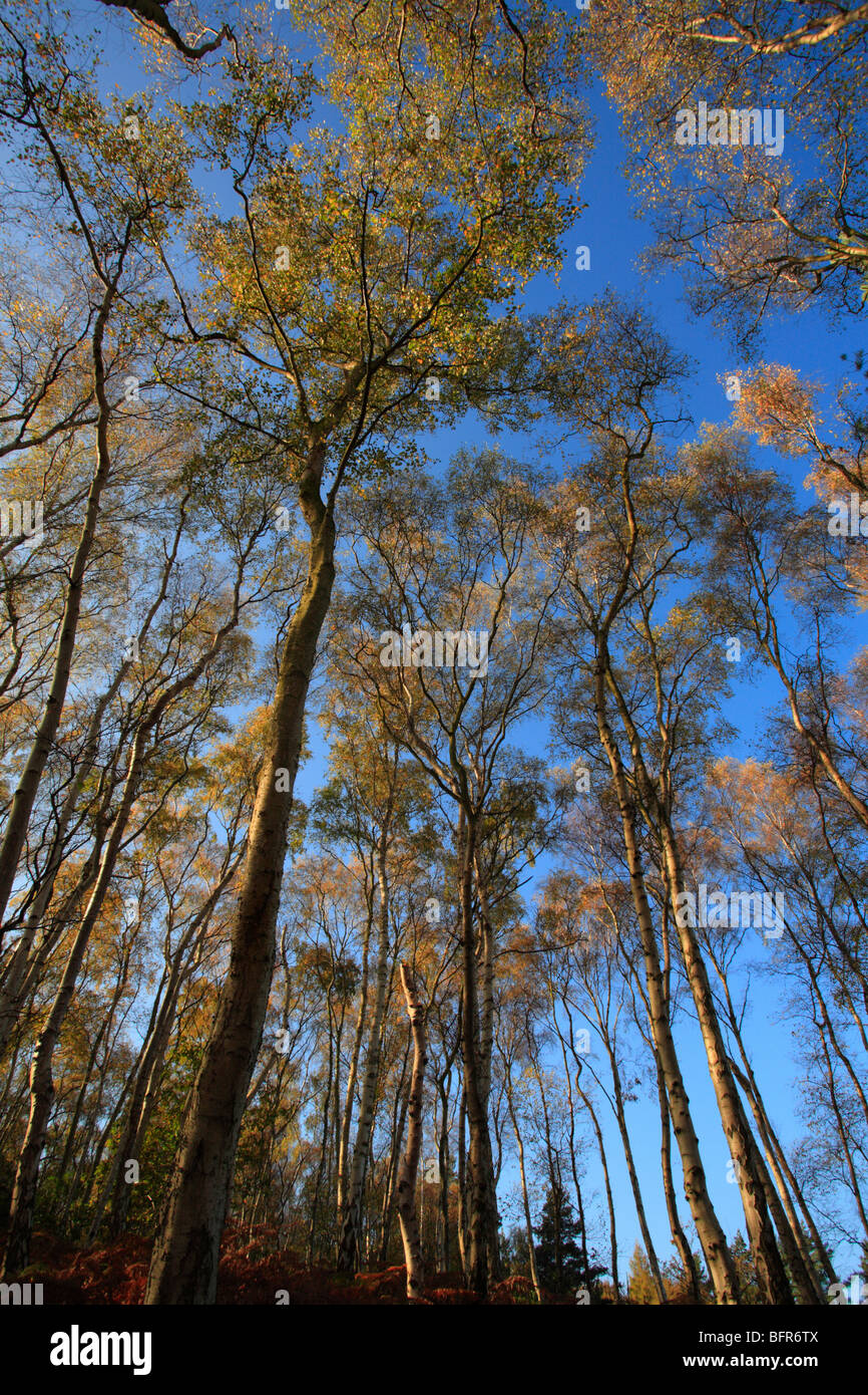 Looking up through Autumn trees to a blue sky. Stock Photo