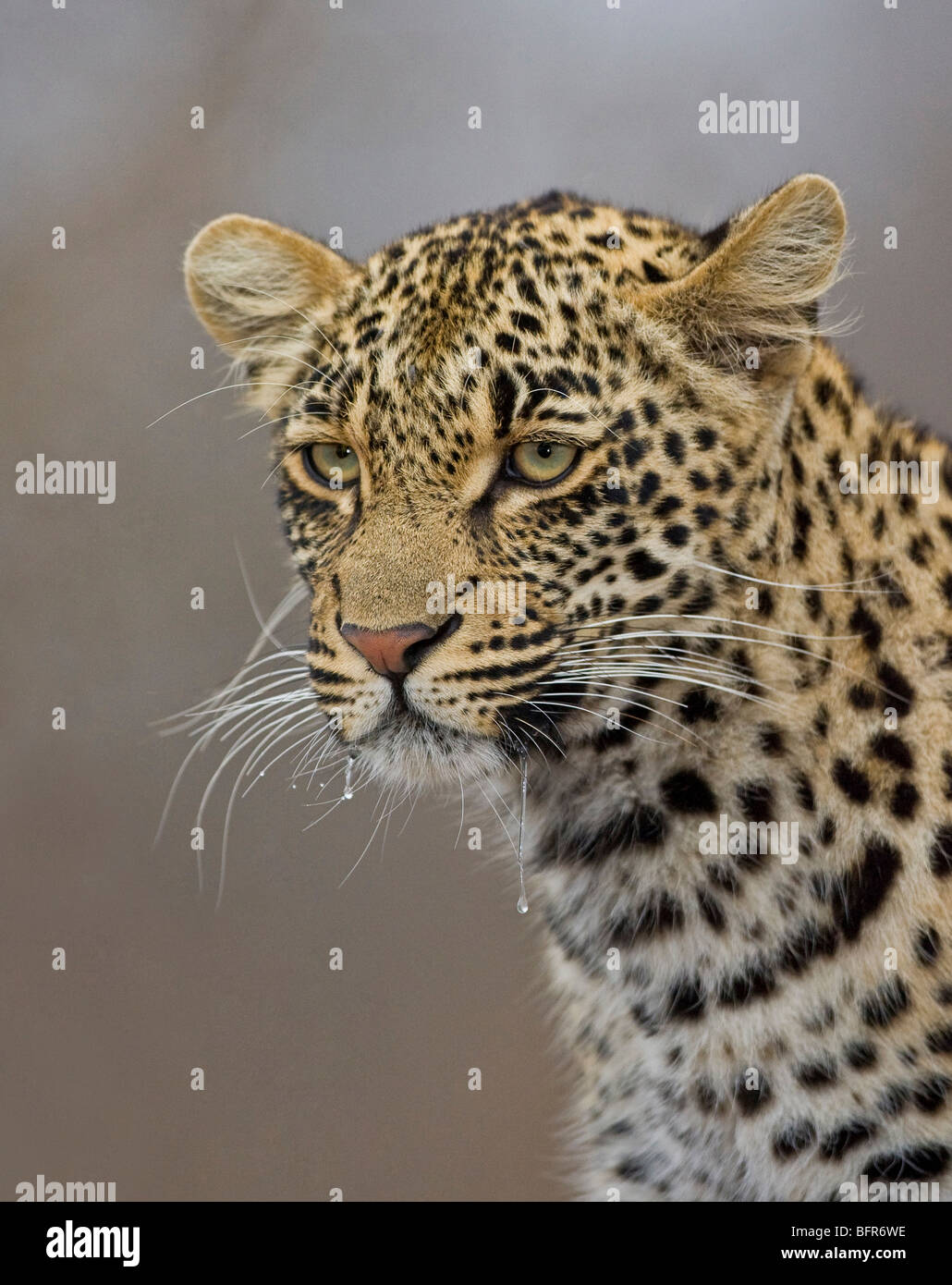 Portrait of a leopard Stock Photo
