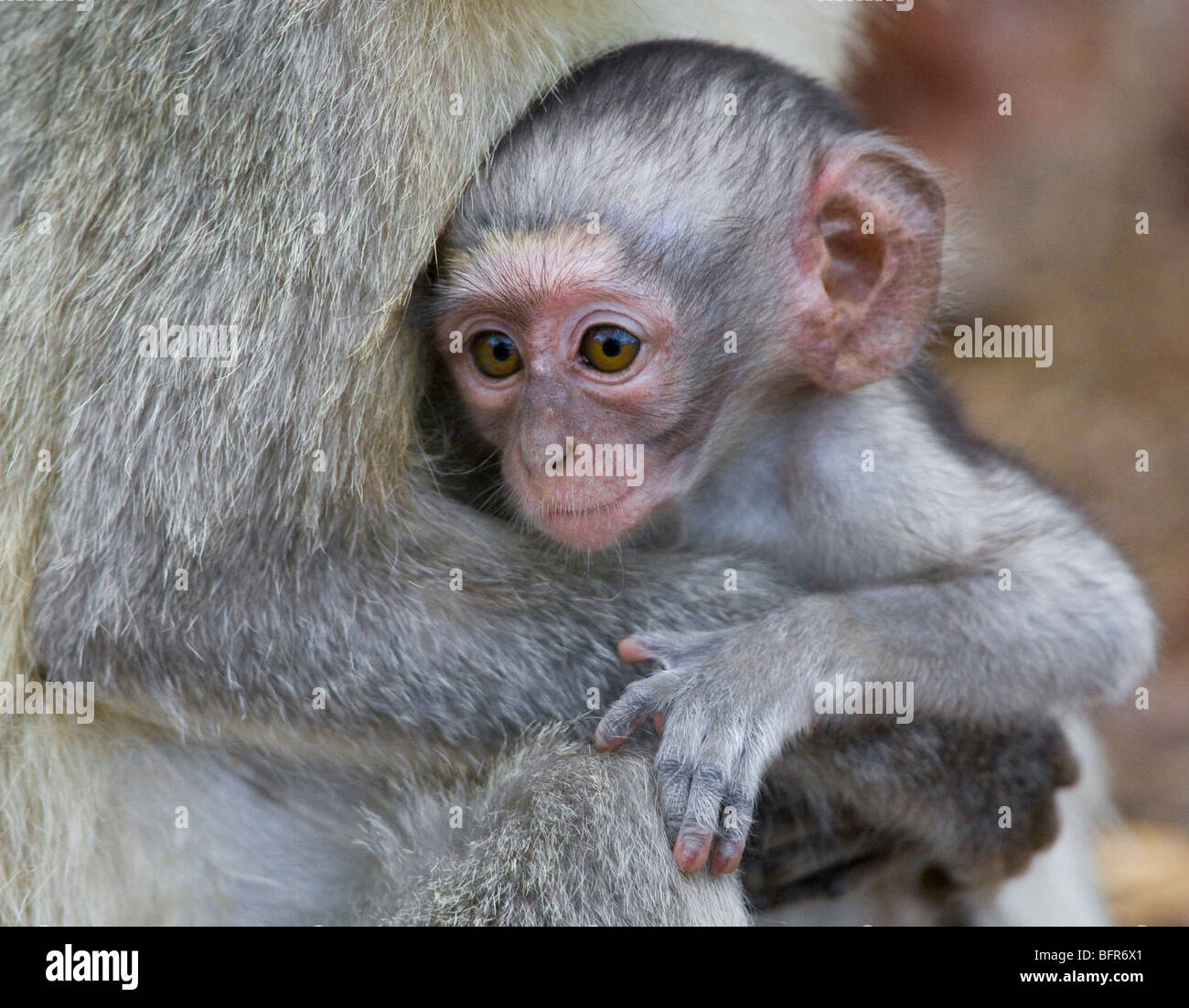 Vervet monkey baby clinging onto its mother Stock Photo