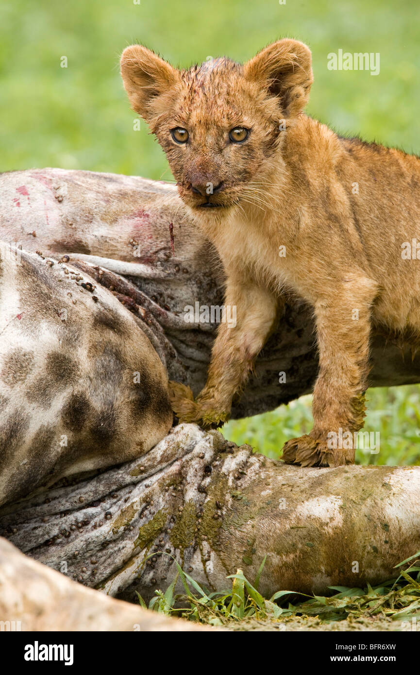 Lion cub feeding on a giraffe kill Stock Photo