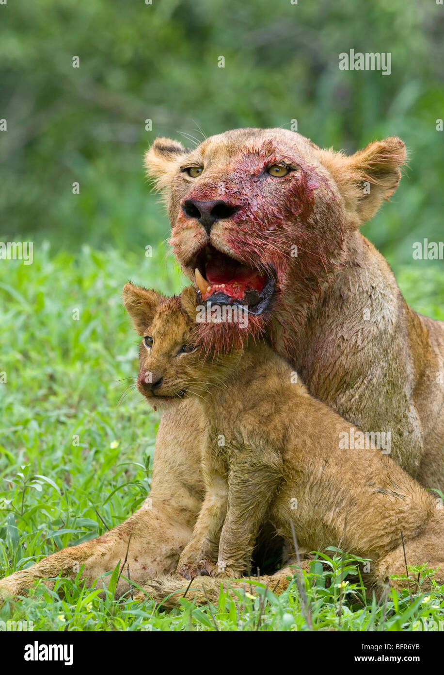 Lioness with bloody face and cub Stock Photo