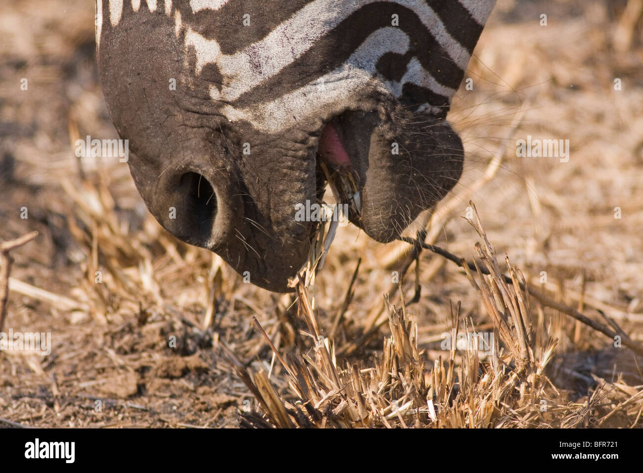 Close-up of Zebra feeding on grass Stock Photo