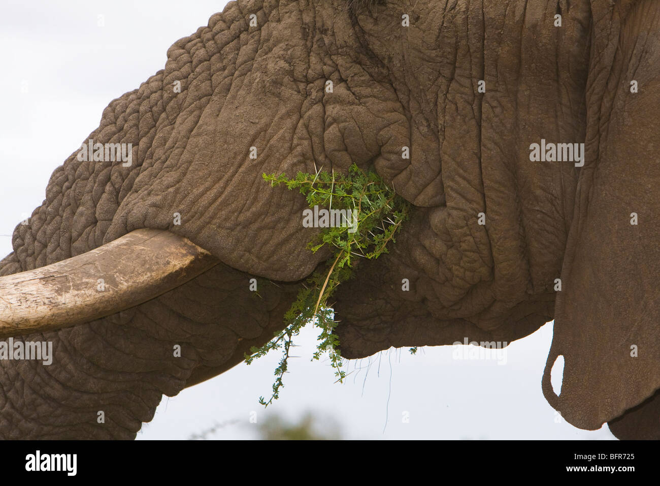 Close-up of Elephant feeding on thorn branches Stock Photo
