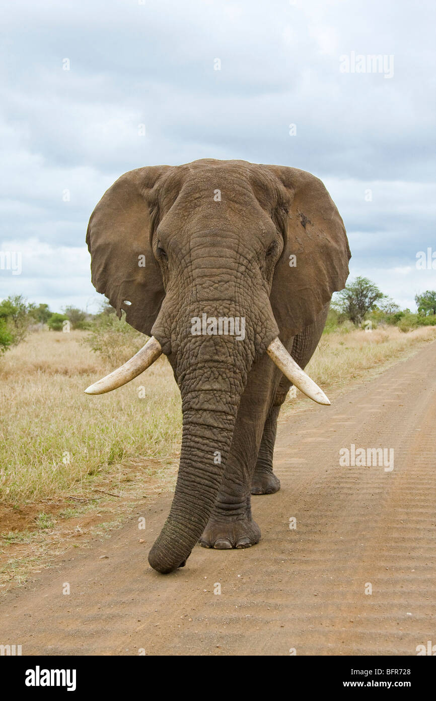 Frontal view of a bull African Elephant walking on gravel road Stock Photo