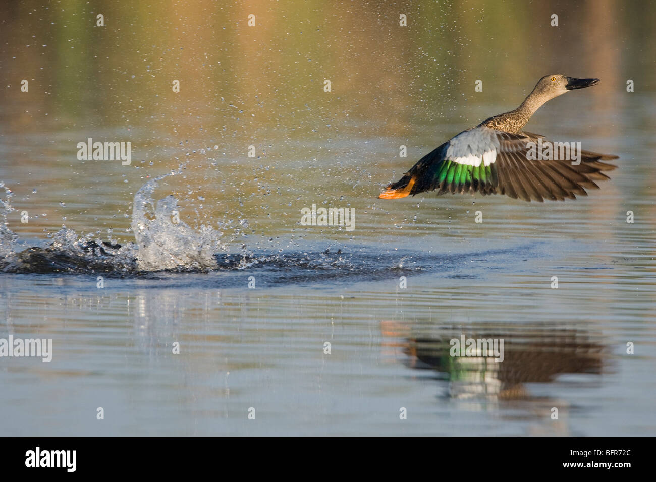 Cape Shoveler taking off from water Stock Photo