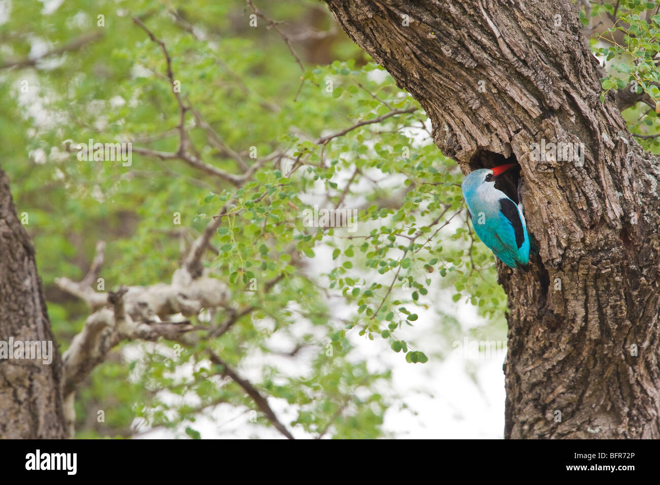 Woodland kingfisher at a nesting hole in an Acacia nigrescens tree Stock Photo