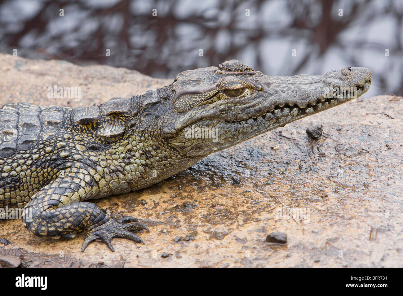 Young crocodile on a rock Stock Photo