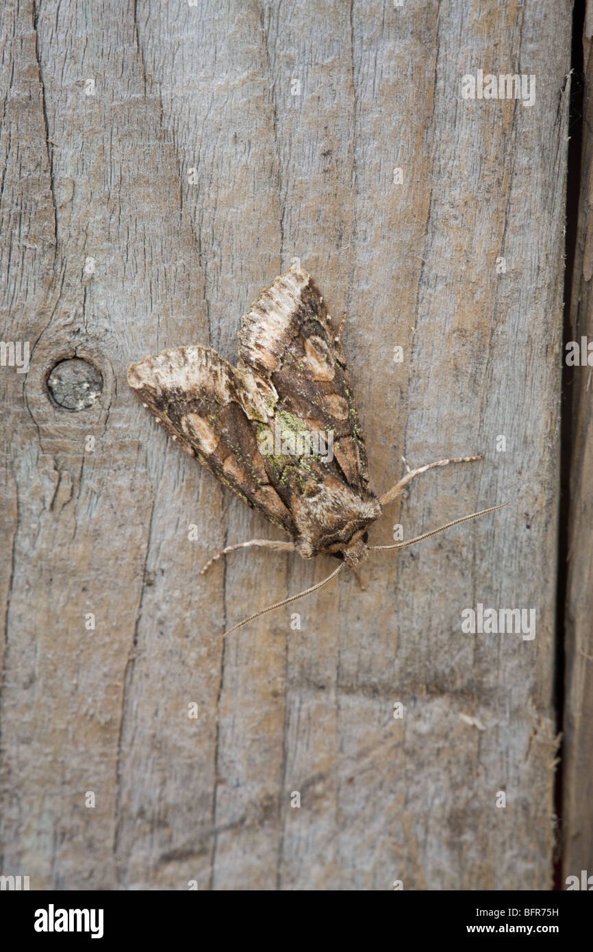Green Brindled Crescent Allophyes oxyacanthae adult moth at rest on a timber fence Stock Photo