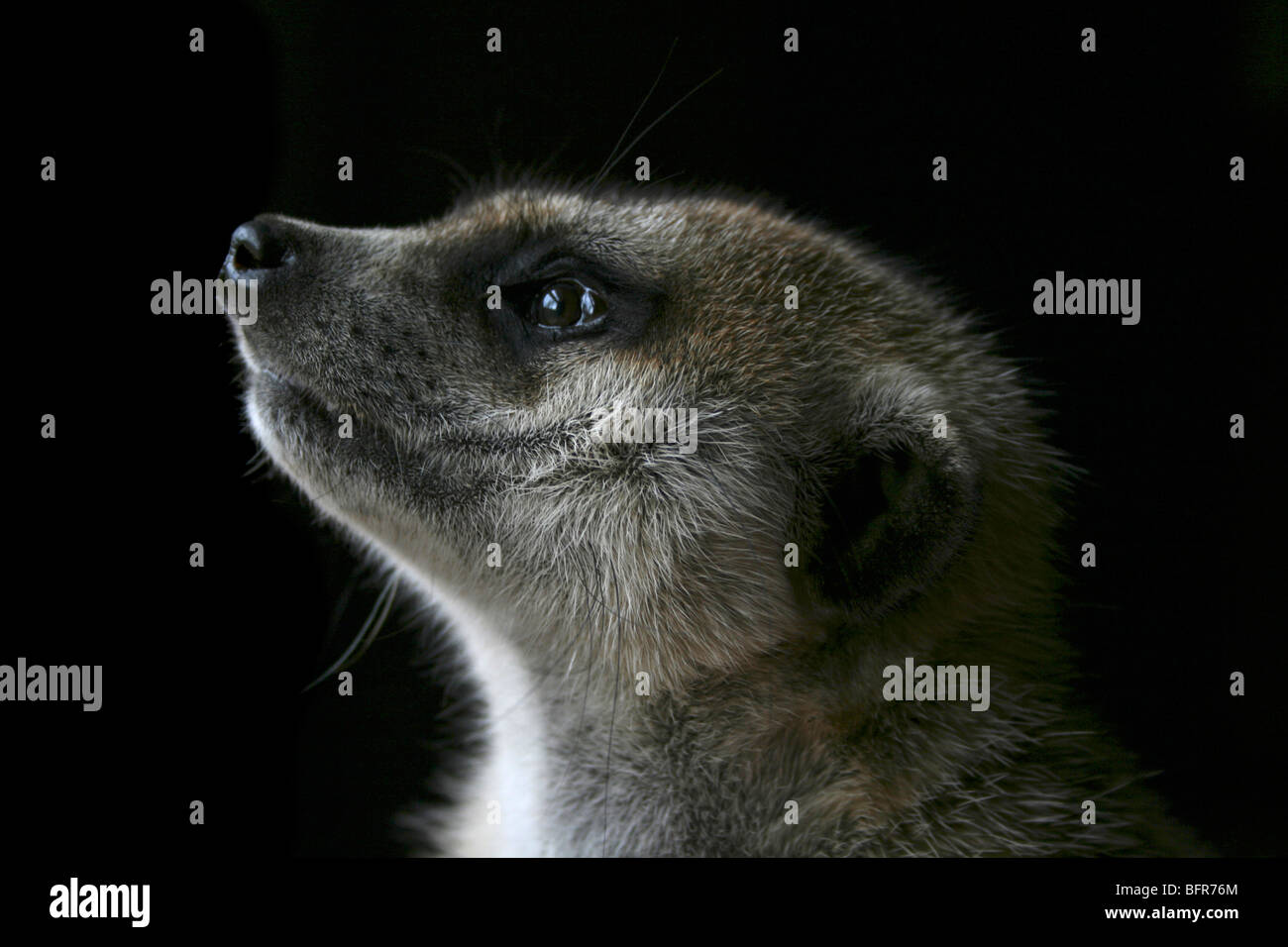 Meerkat (suricate) portrait against a dark background Stock Photo