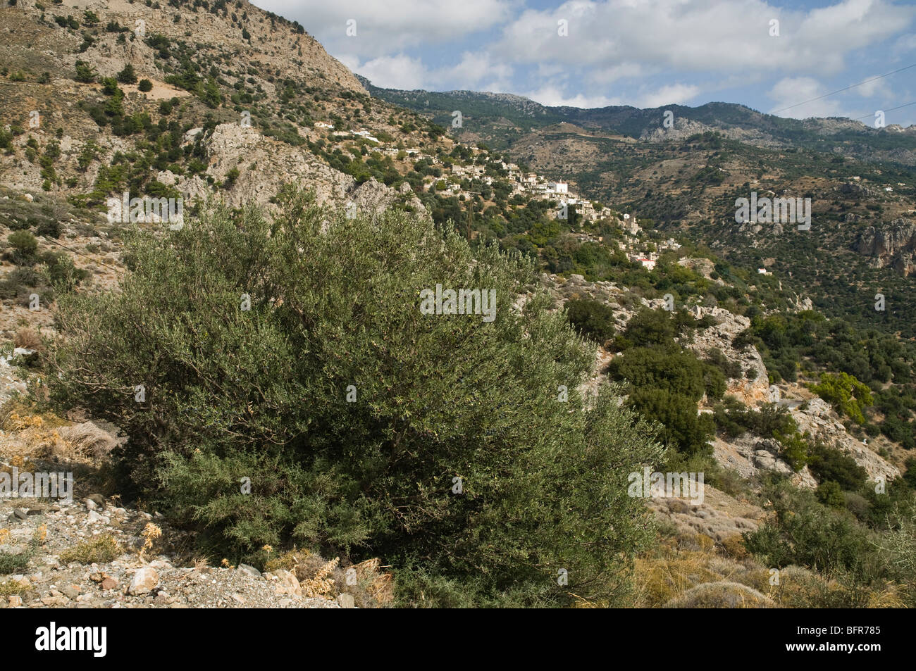 dh Christos IERAPETRA GREECE CRETE Mountain olive tree and Cretan hillside trees olea europaea Stock Photo