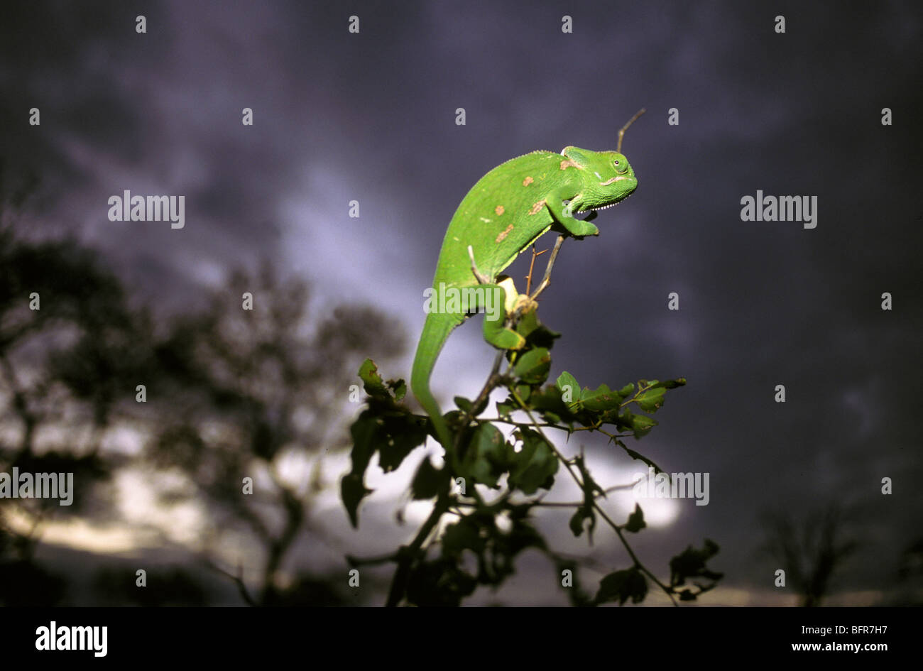 Flap- neck chameleon against a stormy dark sky (Maeleon chamaleo dilepis) Stock Photo