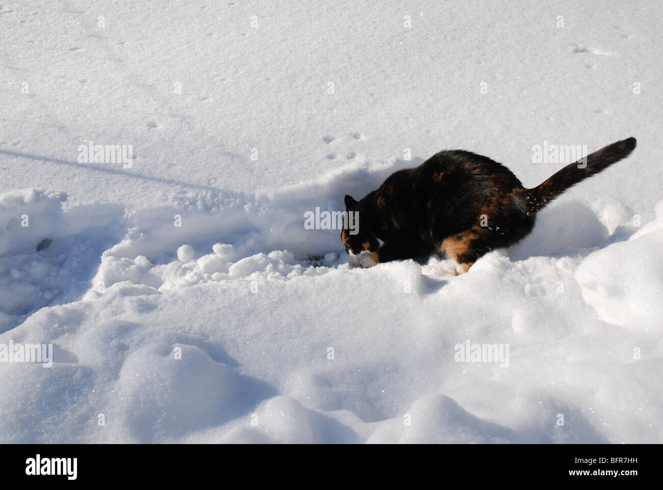 Cat playing in the snow Stock Photo Alamy