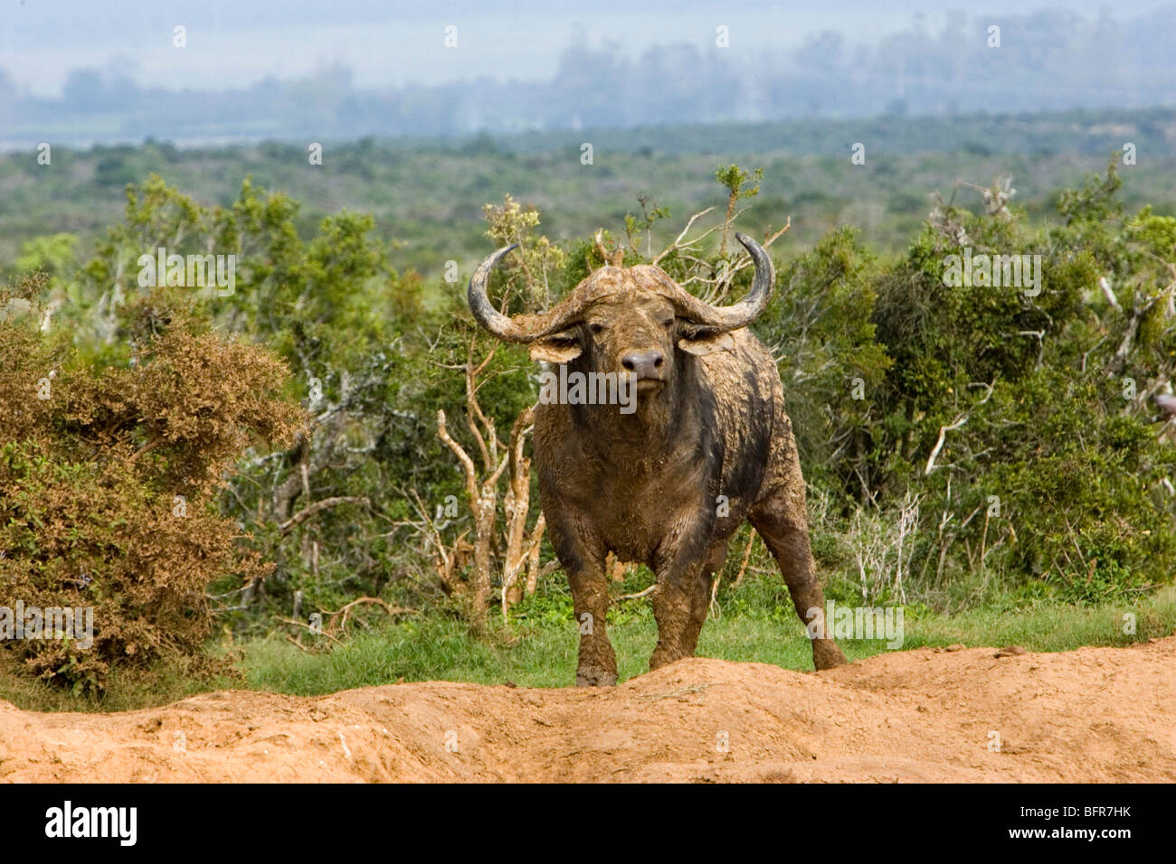 African buffalo Stock Photo