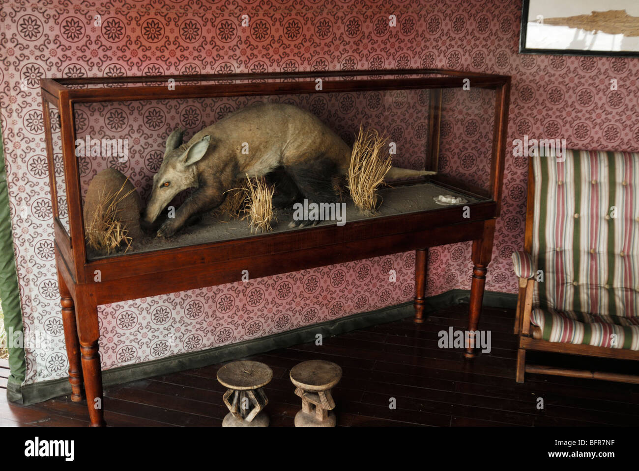 stuffed aardvark