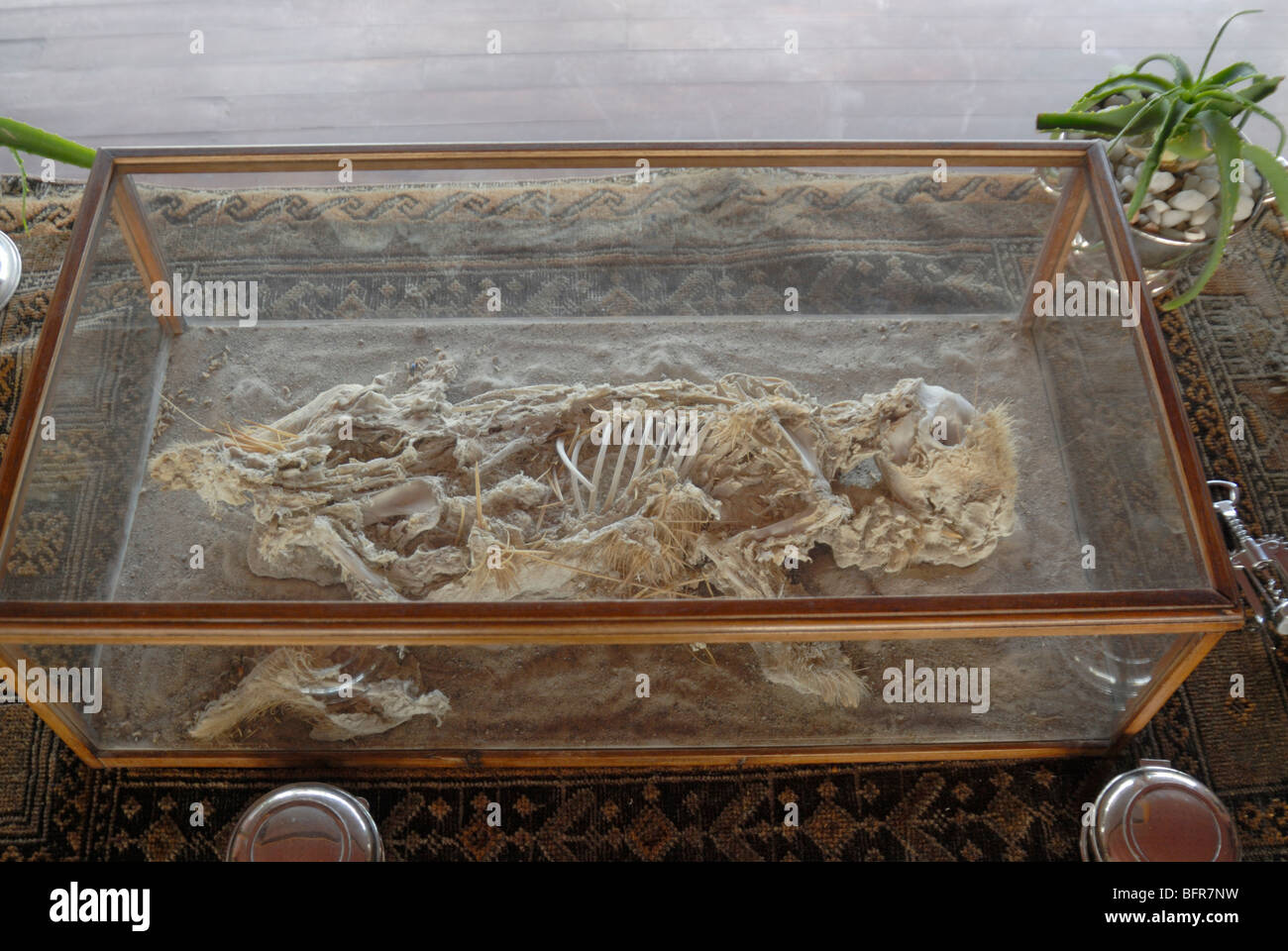 Porcupine skeleton found on salt pan in display case Stock Photo