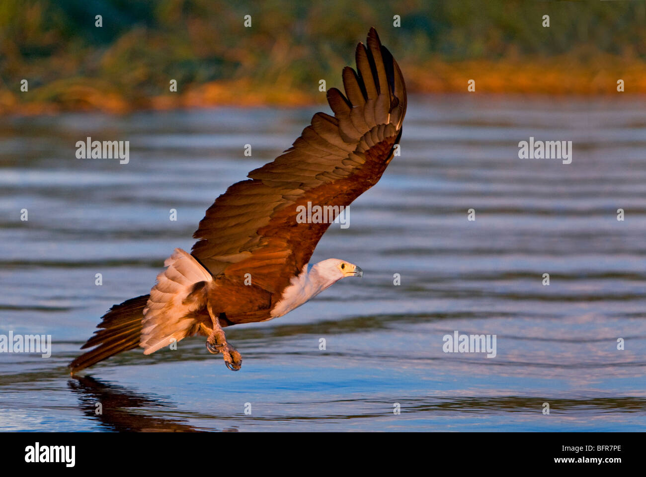 African fish eagle flying low with one wingtip brushing the water Stock Photo