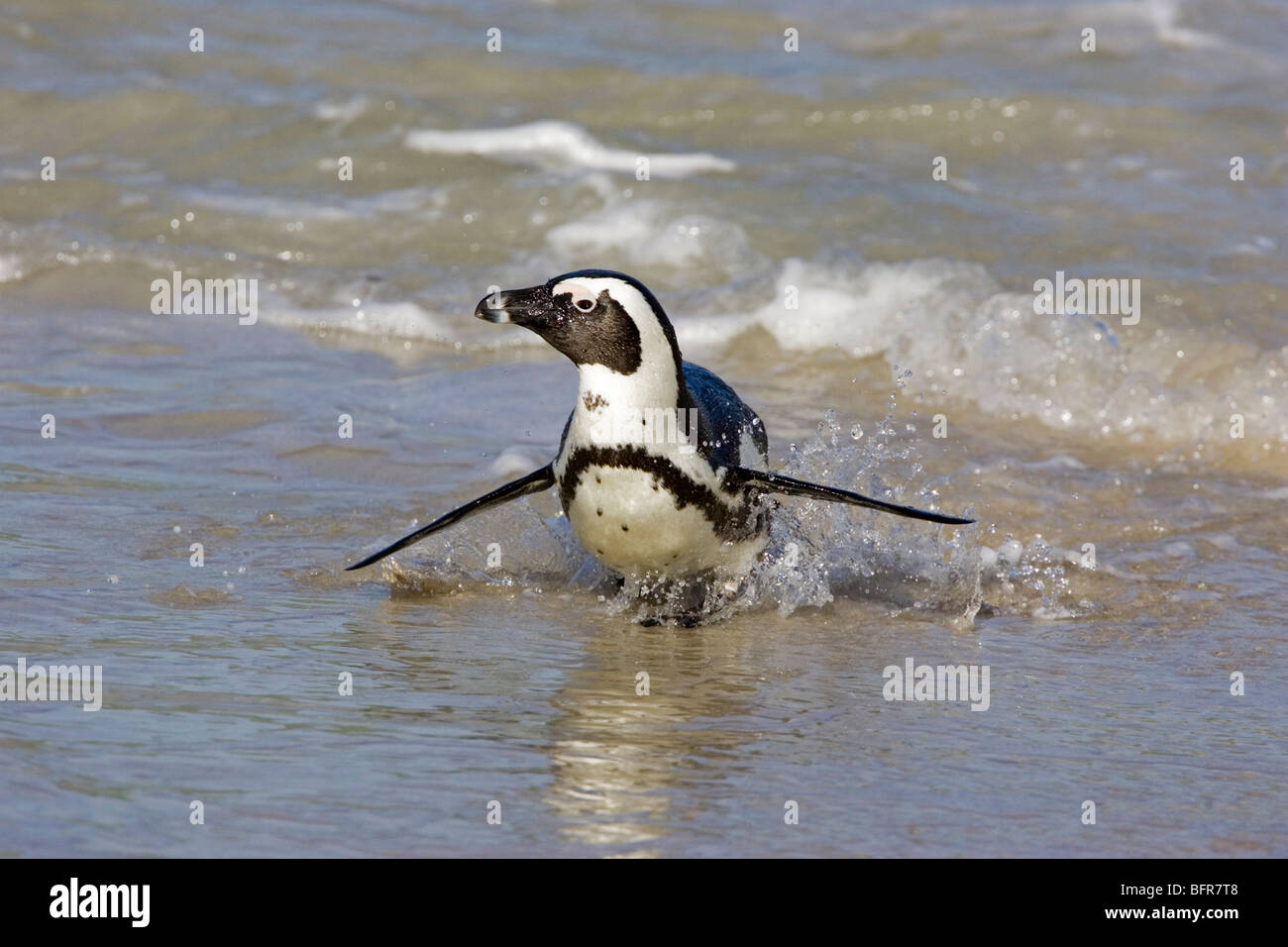 African Penguin leaving the water beaching itself Stock Photo