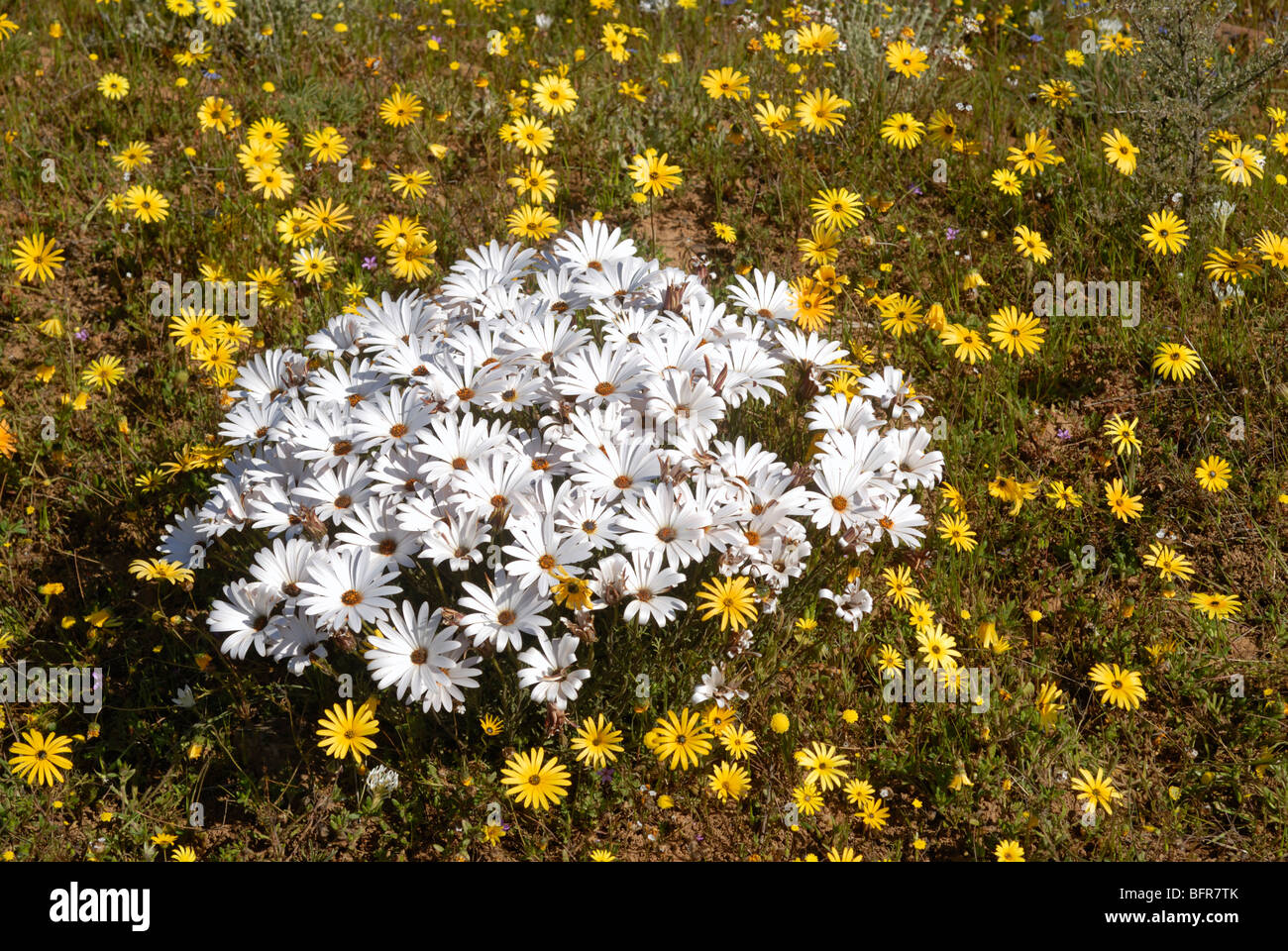White Dimorphotheca daisies amongst yellow daisies Stock Photo