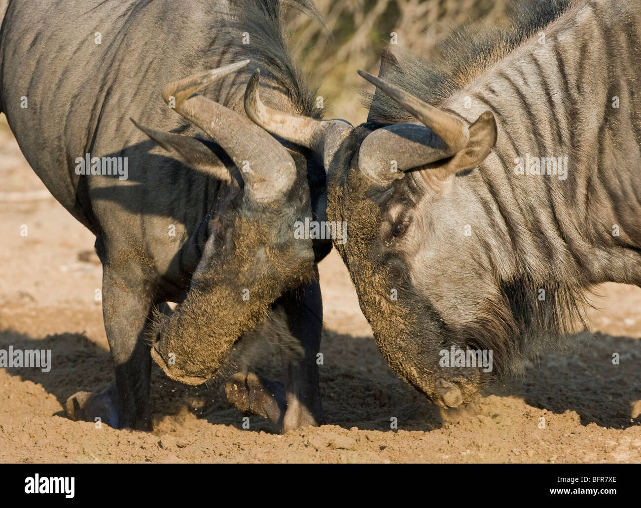 Blue wildebeest squaring up for combat to establish territorial dominance Stock Photo