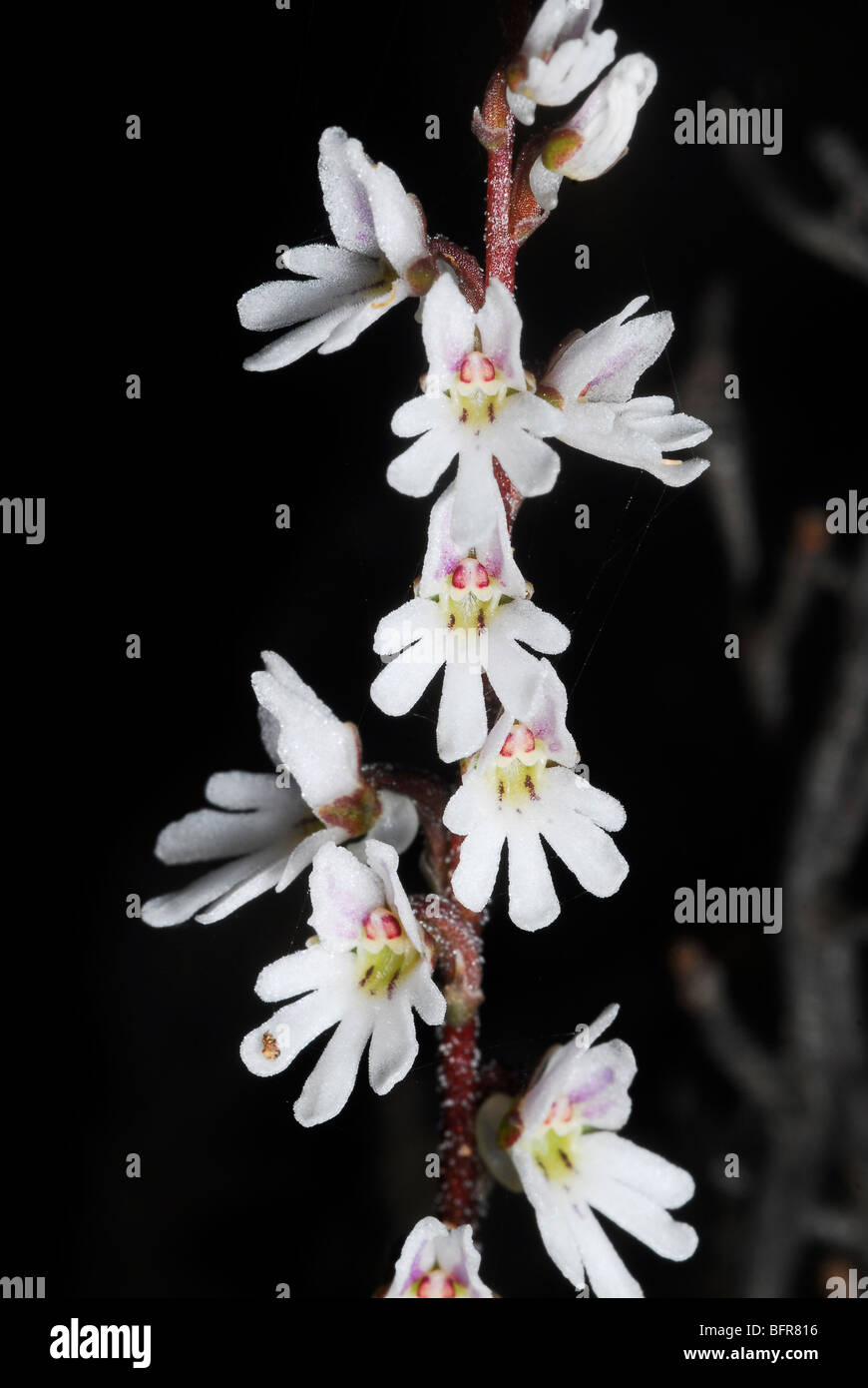 Tiny white flowers Stock Photo