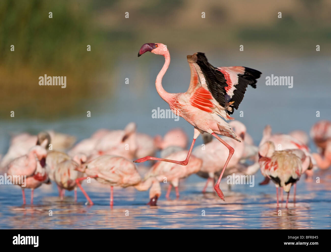 Lesser flamingo landing in water Stock Photo
