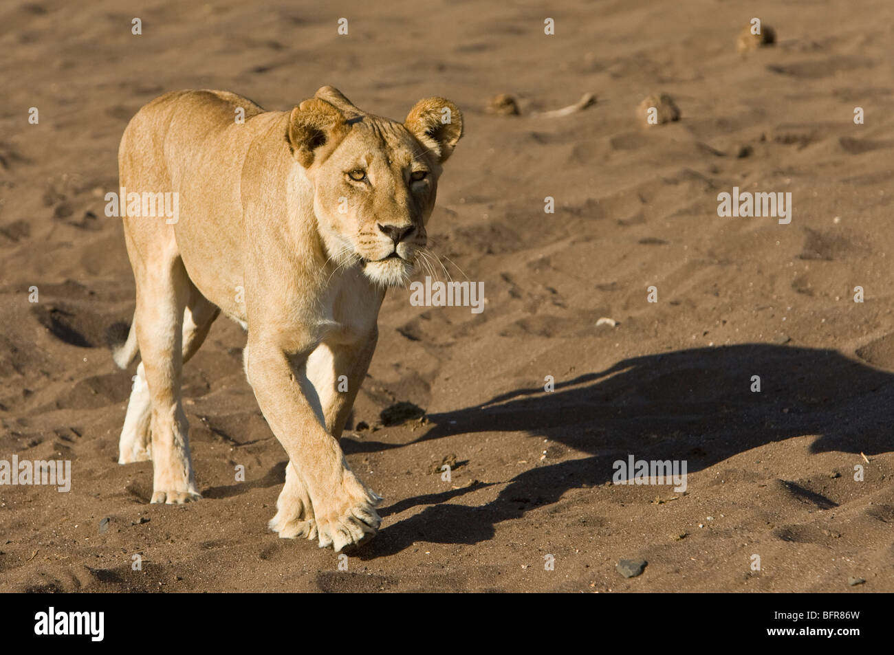 Lioness walking in desert sand Stock Photo