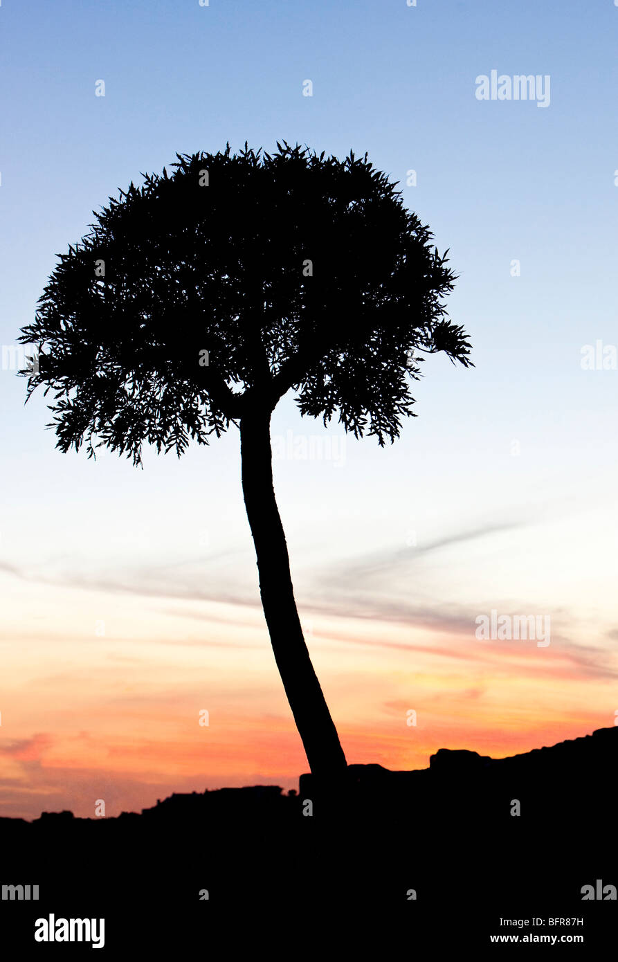 Tree silhouetted at sunset Stock Photo