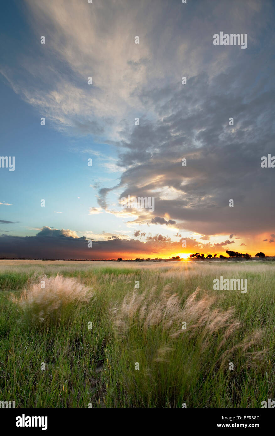 Landscape with sunset over waving grass Stock Photo