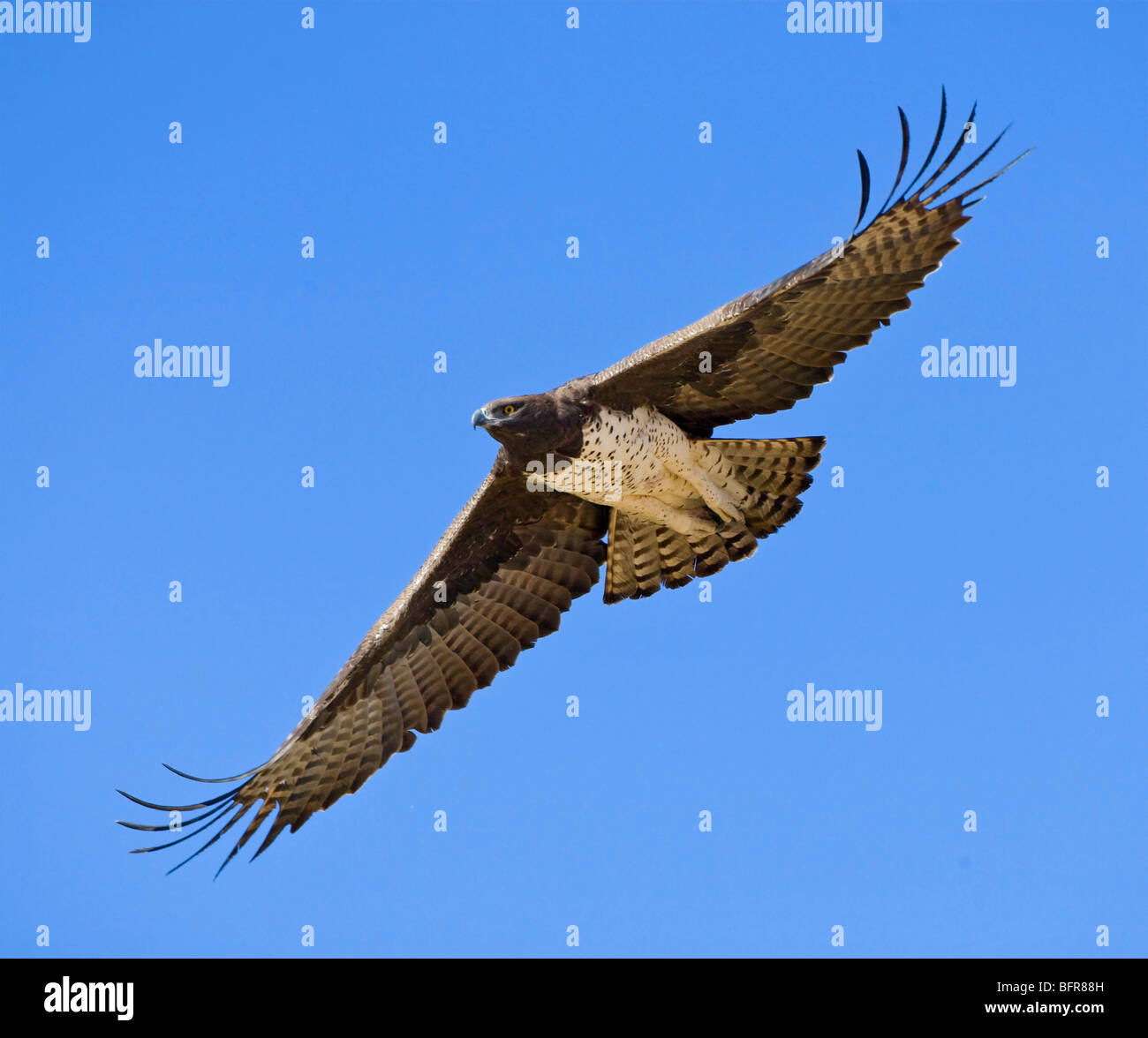 Martial eagle in flight Stock Photo
