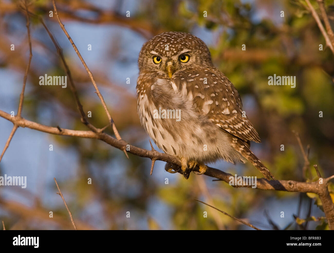 Pearl-spotted owlet Stock Photo